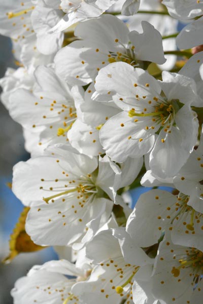 Astrologie, cartomancie, Carmen Riedinger